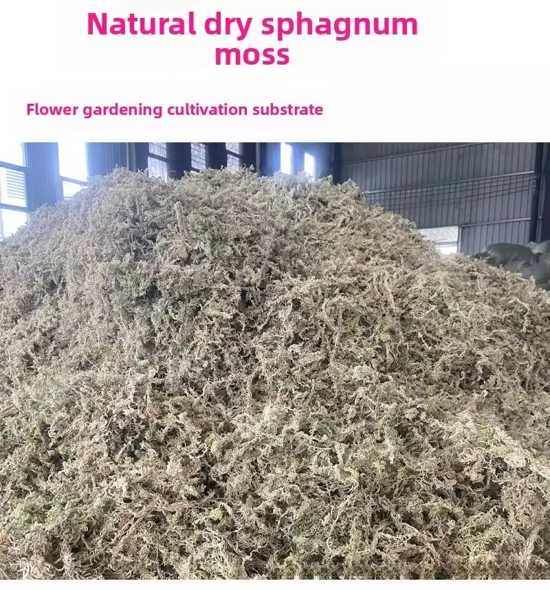Mousse de Sphagnum 5KG en vrac - Sphagnum Moss Dry avis et prix